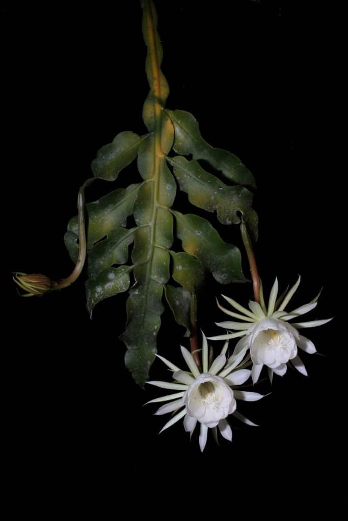 e89383f927fc4c5096b47b991edacbee Epiphyllum - Queen of the night